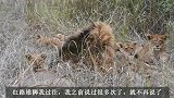红路雄狮：作为独狮王，保护14只幼崽的安全成长，压力巨大