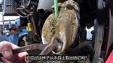 铁钉嵌入在牛蹄上，技术娴熟的小哥细心清理后，黑牛瞬间解脱