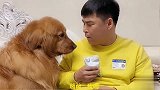 妞妈让妞爸把牛奶分欢欢一半，妞爸很不情愿，结果欢欢趁机报复他