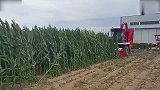 牛人发明的玉米青贮收割机，看完才知道是从中国引进的
