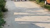 这两只狗子也太拼了吧