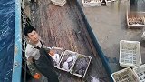 渔民出海大丰收！1天几吨海货没地放，几千斤海蜇直接被丢回海里