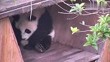 毛绒玩具你动一下啊，动一下啊，他真的动了