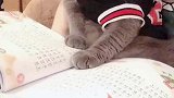猫：我都说了不读书，一读书我就犯困！