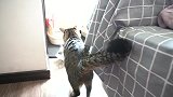 当猫使出无敌喵喵拳，猫如何接招？最后我也没看出是谁赢了