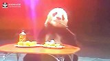 动物界第一位在线吃播：大熊猫吃水果，超萌