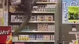 南方的朋友不用回避 不要大惊小怪，他只是一只可爱的小壁虎～