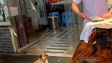 厨师在切肉，狗狗在下面死死盯着