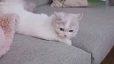小猫咪每天打滚直哼唧，还尾随其他大猫，主人：咋的了咱也不敢问