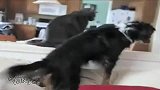 宠物乐园-20110809-狗狗在猫咪面前出糗了