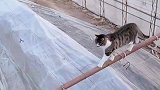 猫猫走猫步，轻松的很