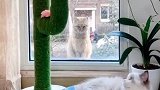 一块玻璃，隔着两个世界的猫，橘猫眼里满是羡慕啊！