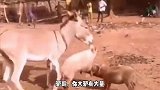 搞笑视频：来来来肥猪我问问你，以后吃饭谁先吃？