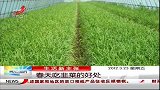 晨光新视界-20120323-生活新主张：春天吃韭菜的好处