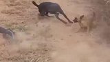 几条土狗围攻巨蜥,原以为巨蜥好欺负,不料反被它咬到口吐白沫