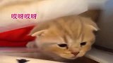 小奶猫想要逃出纸箱却卡住了，进退两难的样子好萌