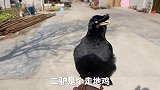 主人想带它出去玩耍，结果发现它是宅男，而且出口就骂人