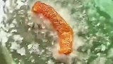 美味蒜香排骨，家宴必备菜品