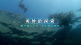 800万年前深海巨兽角逐，为什么顶级掠食者巨齿鲨输给了鲸鱼