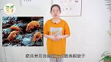 晒被子能杀死螨虫？清除螨虫的注意事项，你一定要知道！