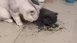 两只猫闻到猫薄荷后的反应，蓝猫脑干都要被抽干了