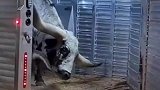 这牛平衡性肯定好，天生自带一根平衡木