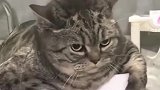 狸花猫：如果猫咪有段位的话，朕就是王者！