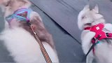 二哈：从北方搬家到南方的二哈，它们正在努力适应这边的生活