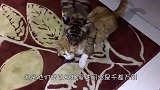 男子带自家的小奶猫去见老虎，老虎的反应太有爱了