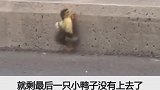 小鸭子过马路。