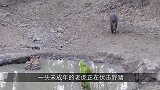 东北虎捕杀野猪，不料却遇见了野猪王，被野猪王打的满地找牙