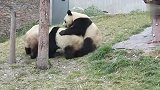 看到有竹子扔进来，熊团子集体全跑出来了，场面笑爆了