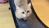 猫咪室内做运动，看这听话的模样，真是太可爱了！