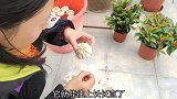 东坡小妹分享鱼菜共生特意买发芽的大蒜整颗种你没见过的懒人种植