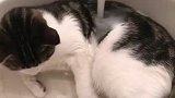 看我家猫咪洗澡好乖