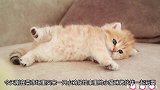 小猫咪不无聊了主人领养了一只小鸡仔陪它玩耍