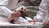 饲养员把小熊猫当白菜晒，有只熊猫亮了，这是生到一半没墨了？
