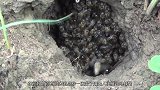 男子用无人机摧毁马蜂窝，马蜂立即包围无人机，画面太精彩了