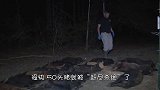野猪吃的正欢，只听“砰”的一声，50头猪就被“赶尽杀绝”了！