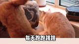 然而⋯小猫咪原来可以这么拽