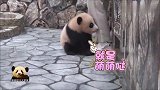 熊猫宝宝抱大腿的愿望终于实现，努力撒娇的样子可爱得一塌糊涂