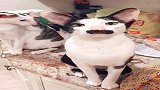 这群猫咪长得“眉清目秀”，网友们喜欢吗