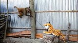 在猴子的地盘放一只假老虎会有什么反应