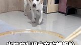 当拉布拉多遇上螺狮粉