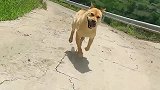 中华田园犬，它的名字叫旺财，才2岁半的狗子就这么霸气