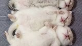 真是看不够……我能坐在猫窝旁边玩一天