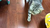 新手猫妈嫌弃初生奶猫跟自己不像，拒绝喂奶，猫咪饿的嘤嘤大哭