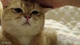 心要化了，养猫时最暖的时刻，张开爪爪软软的撒娇