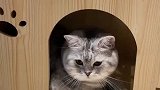 猫刚刚谁在敲门，人咋不见了呢！