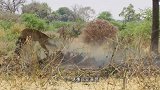 猎豹追杀羚羊，却被羊角刺进肚子20厘米，镜头记录全过程